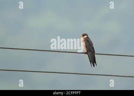 Krestel orientale dal piede rosso (Falco amurensis), secondo anno di calendario su filo elettrico, Cina, Dongzhai Foto Stock