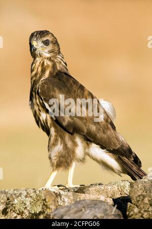 Buzzard eurasiatica (Buteo buteo), arroccato su un muro, Spagna Foto Stock