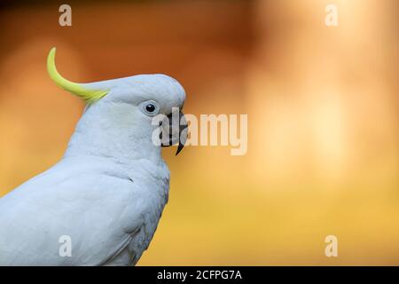 Cockatoo solforato (Cacatua galerita), ritratto, Australia Foto Stock