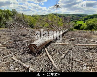 Abete rosso (Picea abies), tronchi di abete rosso danneggiato da barbabietole, Germania Foto Stock