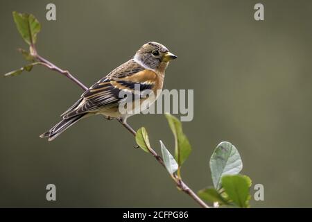 brambling (Fringilla montifringilla), arroccato su un ramo, Spagna, Katalonia Foto Stock