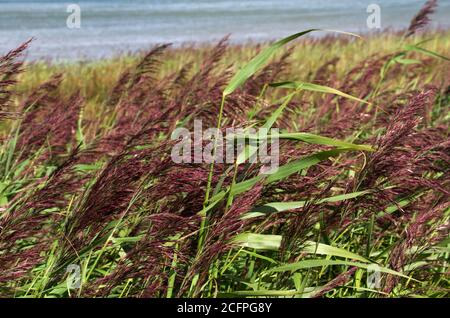 Il Blackwell Switchgrass, un nativo adattabile e altamente produttivo delle praterie nordamericane, è stato utilizzato nel Regno Unito per controllare l'erosione Foto Stock