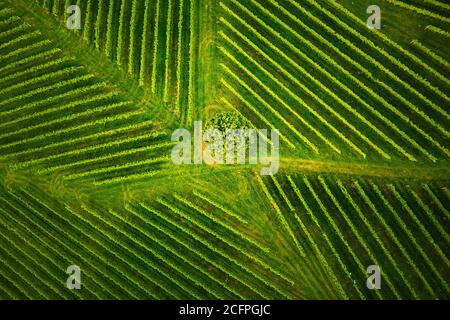 Vista aerea su filari di vigneti Stiria Sud , Austria Foto Stock