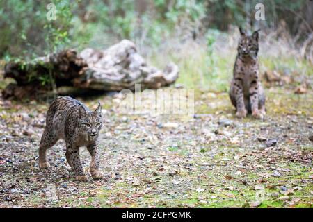 Lince iberica (Lynx pardinus), coppia, Spagna Foto Stock