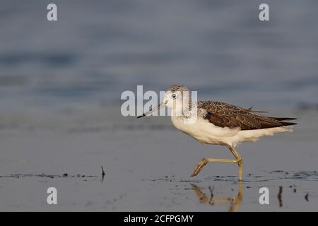 Greenstank comune (Tringa nebularia), che guadi in acque poco profonde della prima età estiva, Danimarca, Vestsjaelland Foto Stock