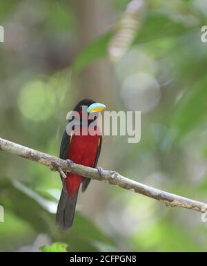 Banda larga nera e rossa (Cymbirhynchus macrorhynchos), arroccata su un ramo nella foresta pluviale tropicale pianeggiante, Malesia, Borneo, Sabah Foto Stock