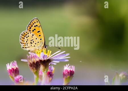 Rame di soia (Heodes tityrus, Loweia tityrus, Loweia tityrus, Lycaena tityrus), seduta su infiorescenza, Paesi Bassi, Frisia Foto Stock