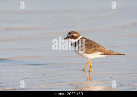 Semi-palmo (Charadrius semipalmatus), perching in acque poco profonde sulla spiaggia, vista laterale, Messico, Yum Balam Foto Stock