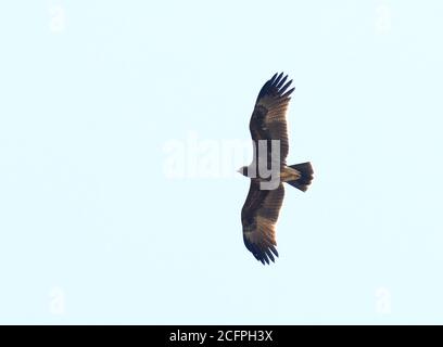 Aquila spotted indiana (Clanga hastata), in volo, India, Gujarat Foto Stock