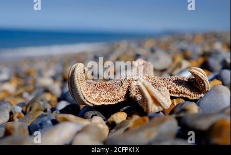 starfish sulla spiaggia di ciottoli di mare, norfolk settentrionale, inghilterra Foto Stock