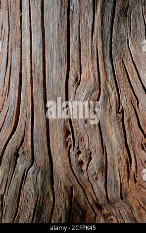 vecchio tronco di albero stagionato Foto Stock