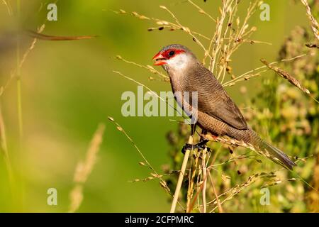 Comune Waxbilda astrild Costa Ballena Cadiz Spagna Foto Stock