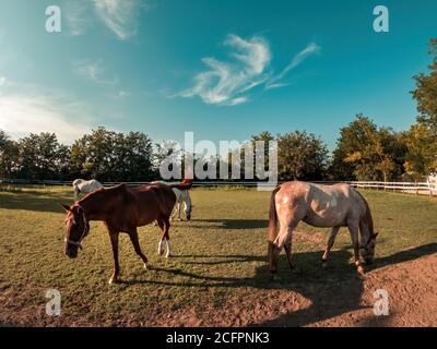 Cavalli in fattoria paddock mangiare erba in estate tramonto Foto Stock