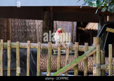 Gallo di villaggio sull'isola di Panay Filippine. Foto Stock