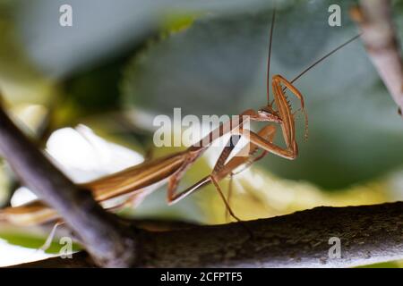 Mantis in preghiera in natura su sfondo verde Foto Stock