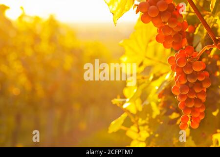 Uva da vino rosso in un vigneto in una mattinata soleggiata in autunno - fuoco selettivo Foto Stock