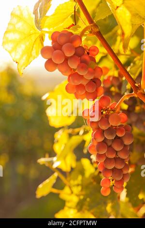 Uva da vino rosso in un vigneto in una mattinata soleggiata in autunno - fuoco selettivo Foto Stock