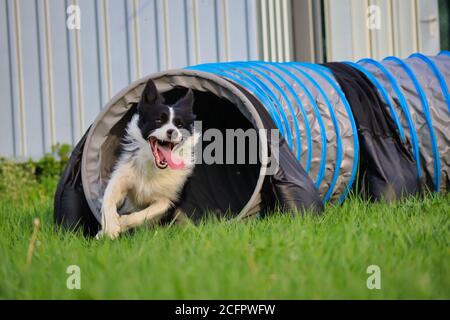 Border Collie esce dal Tunnel durante l'ora d'oro con lingua fuori. Il cane bianco e nero allena l'agilità nella Repubblica Ceca durante la primavera. Foto Stock