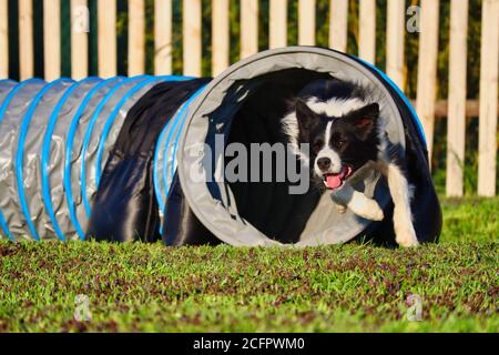 Border Collie formazione agilità in Repubblica Ceca durante la primavera. Cane bianco e nero che attraversa il tunnel durante l'ora d'oro. Foto Stock