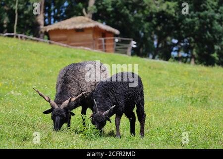 Due pecore con cavalli a vite su un prato collinare nel Czech Farm Park. Carino mammiferi neri che pascolano sull'erba verde. Foto Stock