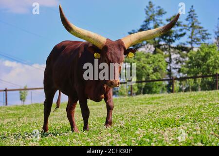 Big Ankole-Watusi in piedi sul prato pieno di trifoglio bianco nel Czech Farm Park. Razza americana moderna di bestiame domestico in un giorno di sole. Foto Stock