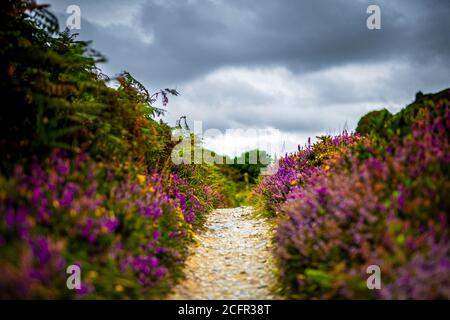 South West Coast Path, tra St Agnes e Perranporth, Cornovaglia, Regno Unito Foto Stock