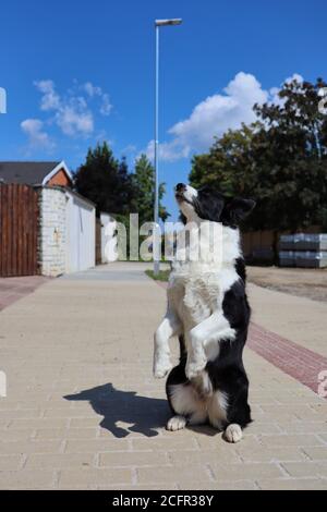 Border Collie conforma l'obbedienza sul marciapiede con il cielo blu e le nuvole. Carino cane bianco e nero fare Meerkat Trick su strada. Foto Stock