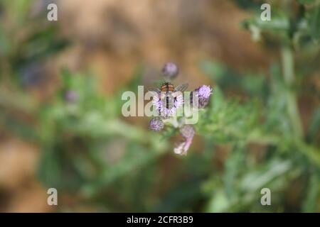 Un Hedgehog grasso vola su un fiore Foto Stock