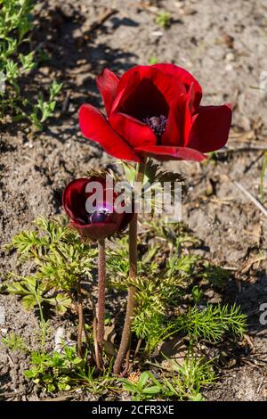 Bella fioritura di borgogna anemone fiore nel giardino Foto Stock