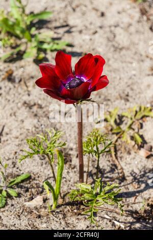 Bella fioritura di borgogna anemone fiore nel giardino Foto Stock