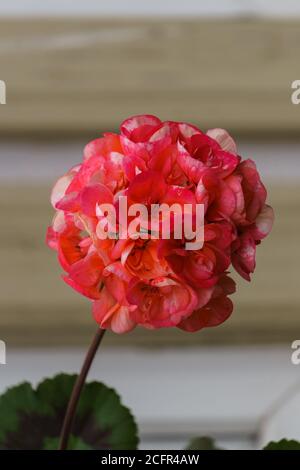 Geranio rosa brillante su una parete sfondo Foto Stock