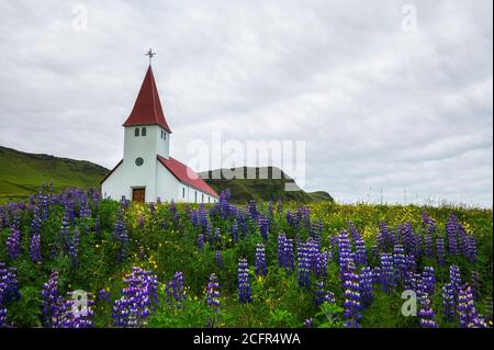 Chiesa circondata da fiori lupini fioriti a Vik, Islanda Foto Stock