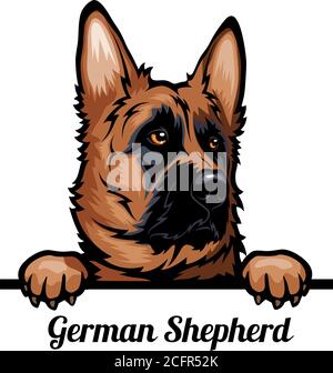 Capo cane Pastore tedesco - razza cane. Immagine a colori di una testa di cani isolata su uno sfondo bianco Illustrazione Vettoriale