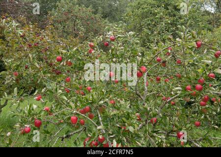 Bright Red matura mangiare mele (Malus domestica 'Katy' o 'Katja') che cresce su un albero in un frutteto in un Country Cottage Garden in Devon Rurale, Inghilterra Foto Stock