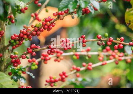 Laotain ragazza raccolta di frutti di bosco di caffè arabica in un giardino di caffè. Altopiano di Bolaven. Laos. Concentrarsi sulle bacche di caffè. Foto Stock