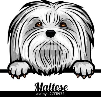 Capo maltese - razza di cane. Immagine a colori di una testa di cani isolata su uno sfondo bianco Illustrazione Vettoriale