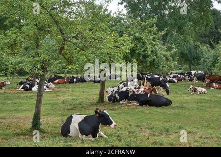 Vacche frisiane olandesi e rosse e bianche il terreno in un frutteto Foto Stock