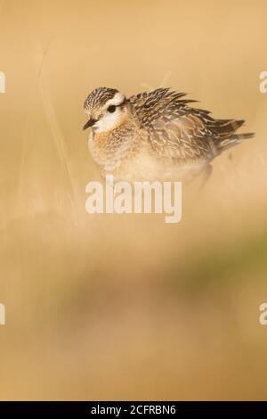 Un dotterel (Charadrius morinellus) durante la sua migrazione in Catalogna Foto Stock