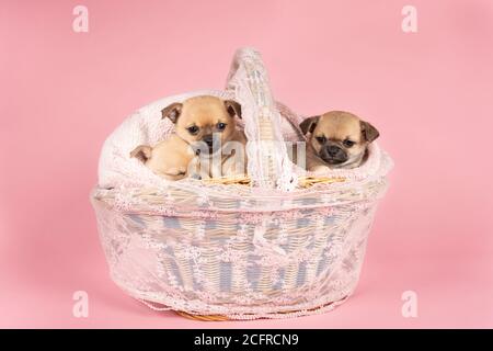 Tre simpatici cuccioli di Chihuahua che dormono su una pelliccia rosa in un cesto di pizzo rosa con sfondo rosa Foto Stock