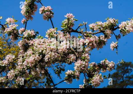 Teneri fiori rosa e gemme di un albero di mela su un ramo nel giardino. Foto Stock