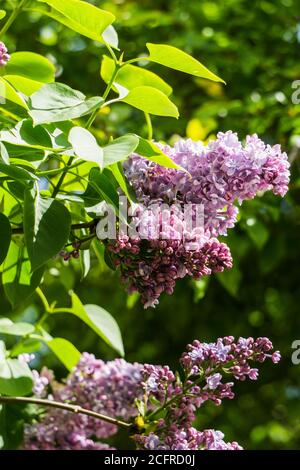 Un ramo di lilla con fiori di spugna rosa pallido e foglie verdi. Foto Stock