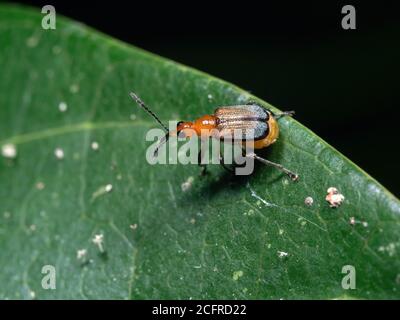 Macro Fotografia di Orange Weevil su foglia verde Foto Stock