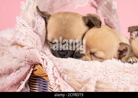 Due simpatici cuccioli di Chihuahua che dormono su una pelliccia rosa in un cesto di pizzo rosa con sfondo rosa Foto Stock