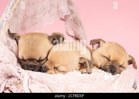 Tre simpatici cuccioli di Chihuahua che dormono su una pelliccia rosa in un cesto di pizzo rosa con sfondo rosa Foto Stock