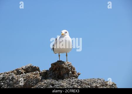 Gabbiani di Elafonisi spiaggia su Creta Foto Stock