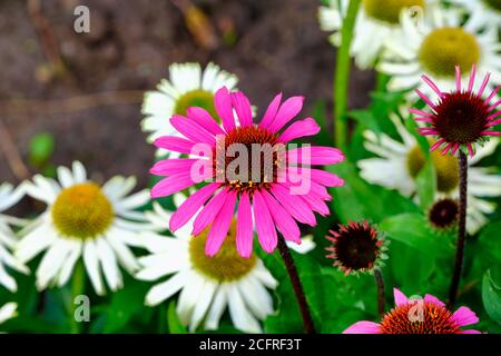 Echinacea Moodz Awake, pianta erbacea fioritura Purpurea Cornflower Viola Pink Fiori Giardino fiore showy Perenne Foto Stock