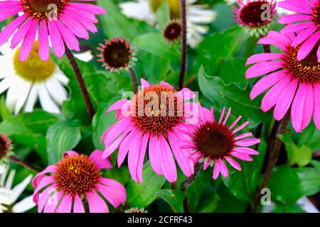 Echinacea Moodz Awake, pianta erbacea fioritura Purpurea Cornflower Viola Pink Fiori Giardino fiore showy Perenne Foto Stock