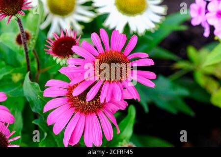 Echinacea Moodz Awake, pianta erbacea fioritura Purpurea Cornflower Viola Pink Fiori Giardino fiore showy Perenne Foto Stock