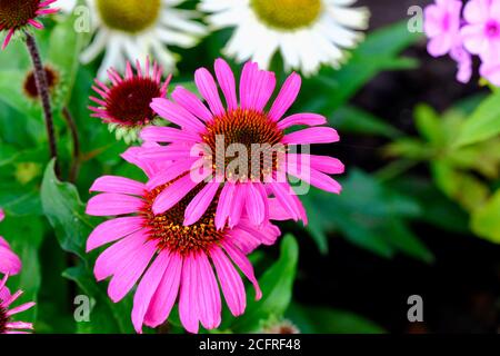 Echinacea Moodz Awake, pianta erbacea fioritura Purpurea Cornflower Viola Pink Fiori Giardino fiore showy Perenne Foto Stock