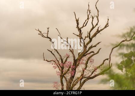 Rami asciutti dell'albero di ipe rosa. Tabebuia pentafilla fioritura. Flora nativa del Brasile. Albero della riserva della foresta atlantica. Nuvole di pioggia. Cielo scuro. Foto Stock